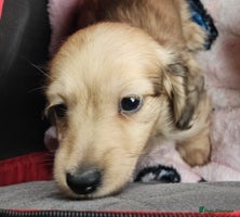 Miniature Dachshund dogs Champion line creams - Advert 6