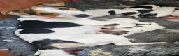 Jack Russell dogs for sale: Beautiful Jack Russell puppies - Advert 2