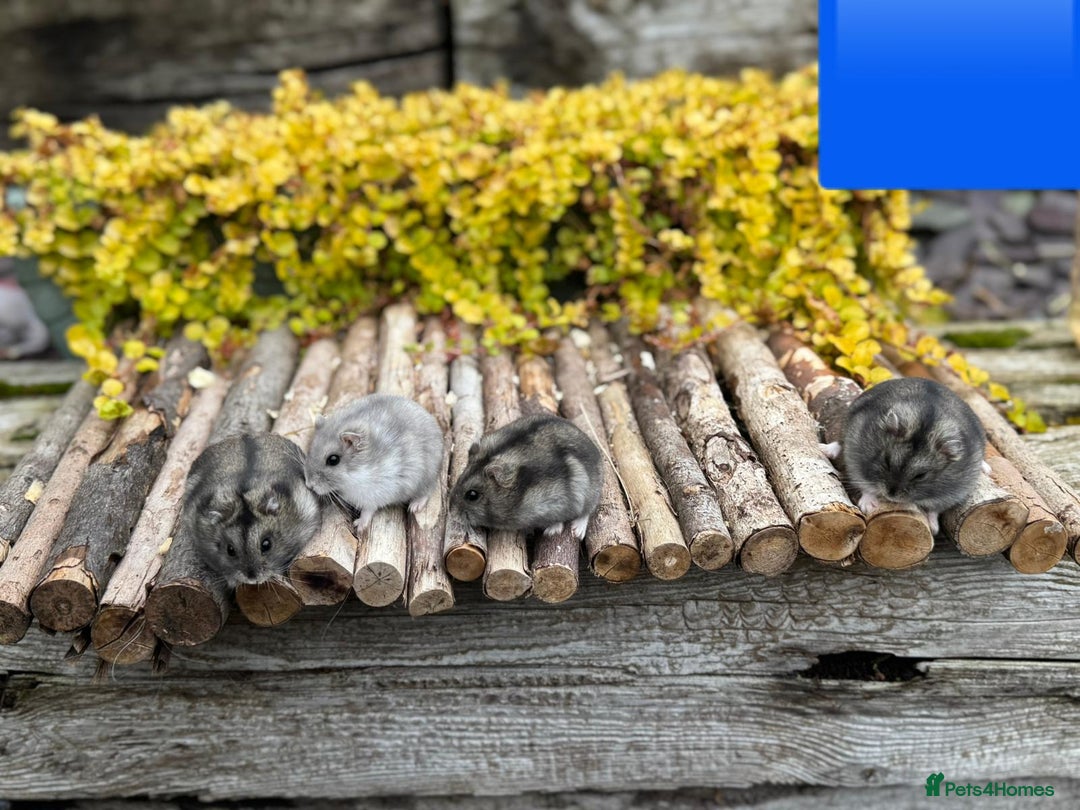 Hamster rodents for sale: Dwarf winter white russian hamsters. Sheffield. - Image 9