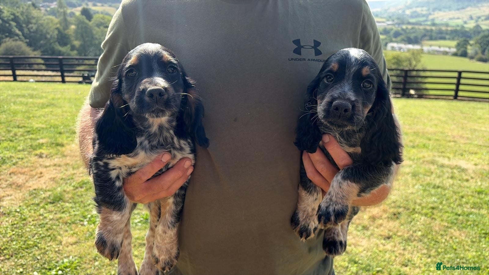 Cocker Spaniel dogs Working Cocker Spaniel-Ready Now - Advert 14