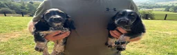 Cocker Spaniel dogs for sale: Working Cocker Spaniel-Ready Now in Pickering - Advert 1