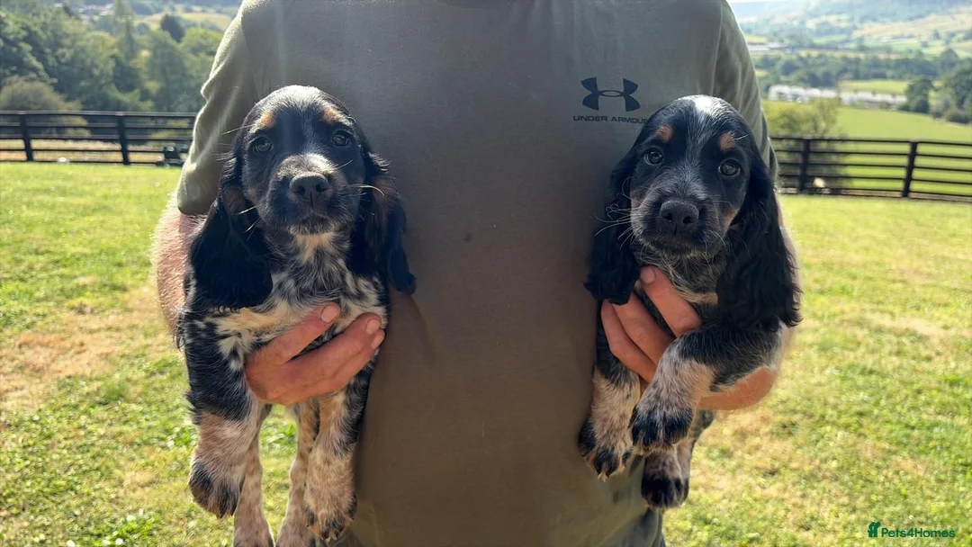 Cocker Spaniel dogs for sale: Working Cocker Spaniel-Ready Now in Pickering - Advert 1