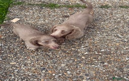 Miniature Dachshund dogs for sale: Miniature dachshund puppies  - Image 8