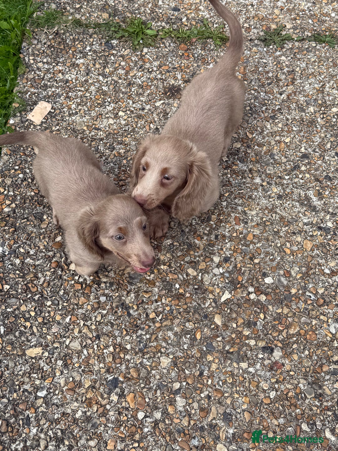 Miniature Dachshund dogs for sale: Miniature dachshund puppies  - Image 8