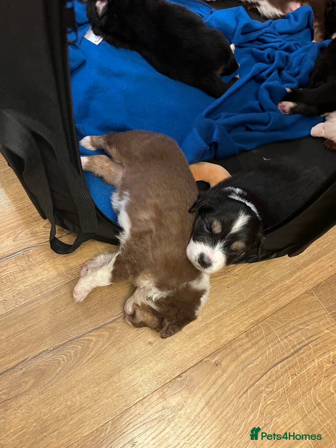 Australian Shepherd dogs for sale: Australian Shepherd litter Devon - Advert 3