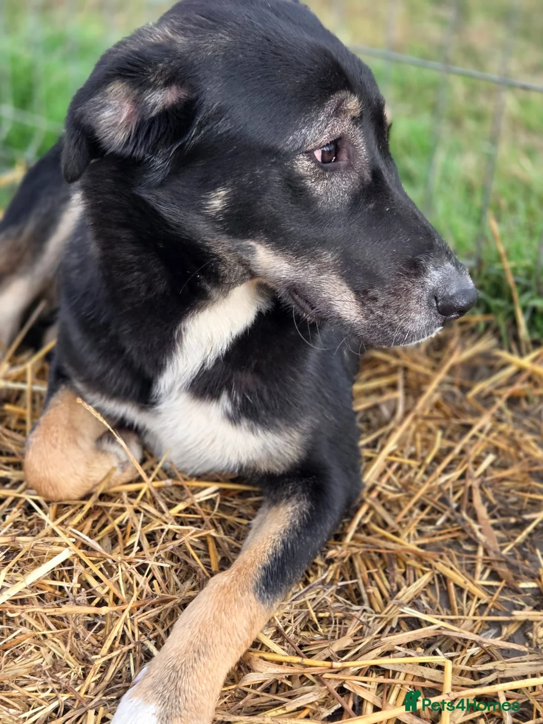 Mixed Breed dogs for adoption: 🐾 RONA -  a Lovely Girl, for a Loving Home🐾 - Advert 19