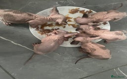Sphynx cats for sale: Beautiful Canadian Sphynx kittens - Image 4