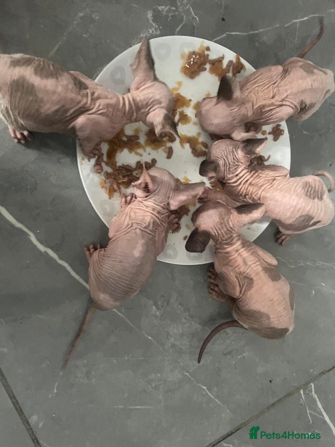 Sphynx cats for sale: Beautiful Canadian Sphynx kittens - Image 4