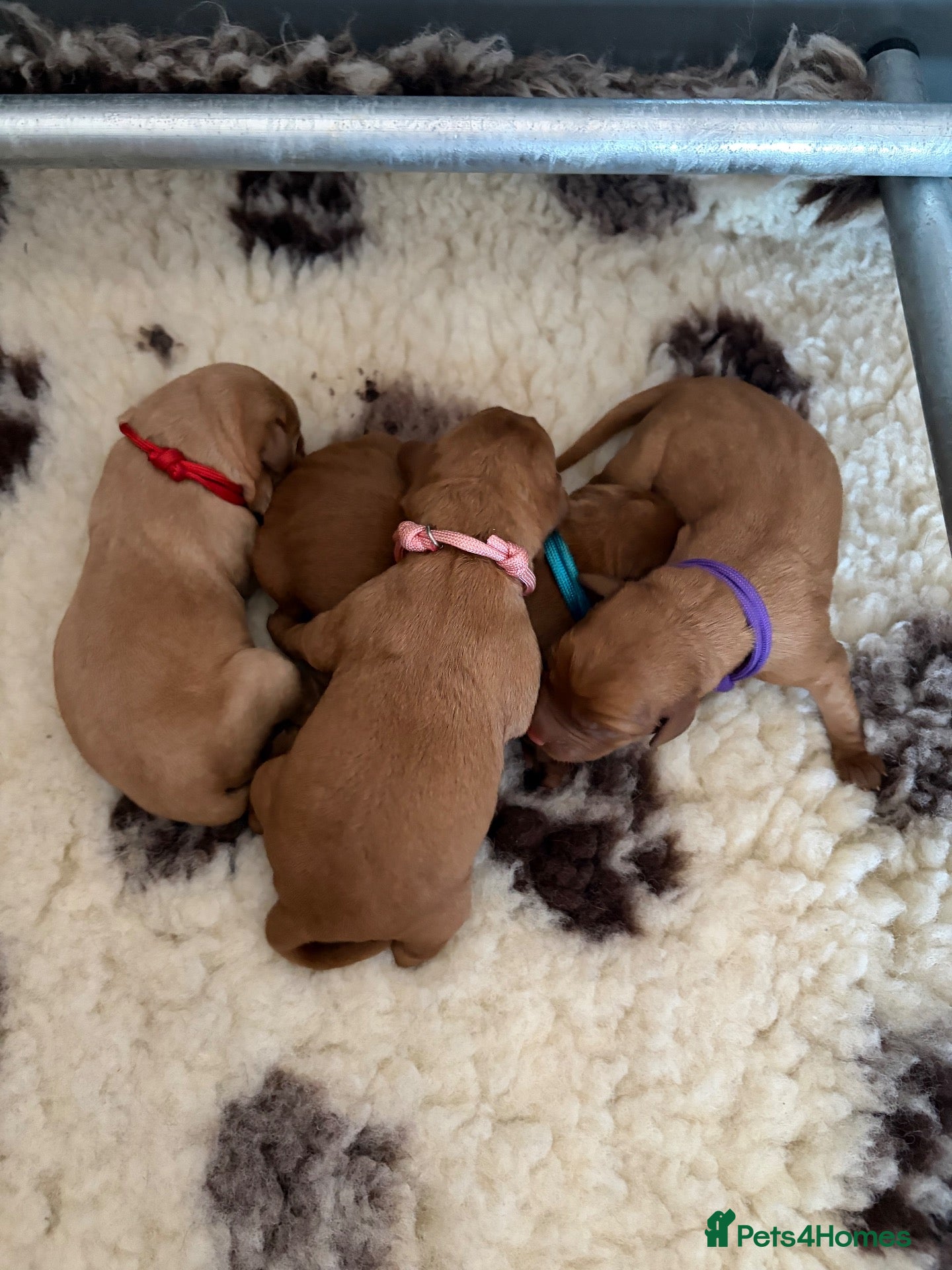 Labrador Retriever dogs 🐶 KC REGISTERED LABRADOR PUPPIES DUE SOON 🐶 - Advert 2