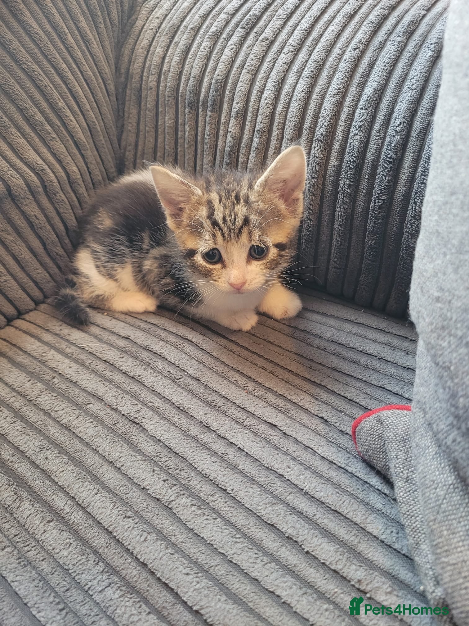 Mixed Breed cats beautiful Tabby kitten female 8 weeks old - Advert 1