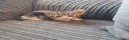 Mixed Breed cats for sale: beautiful Tabby kitten female 8 weeks old in Birmingham - Advert 1