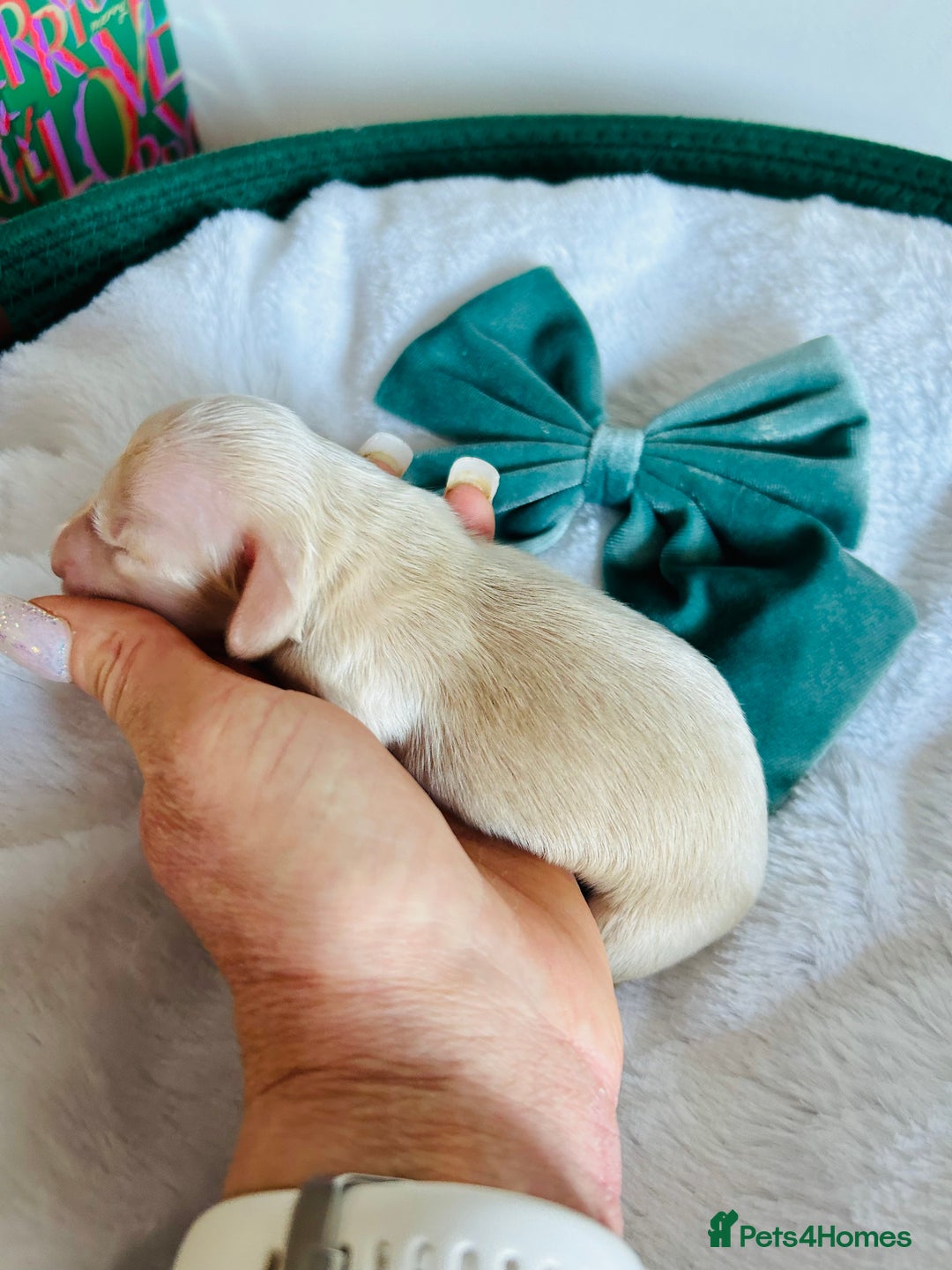 Miniature Dachshund dogs for sale: Creams  -5 Star Breeder ⭐️⭐️⭐️⭐️⭐️ - Advert 3