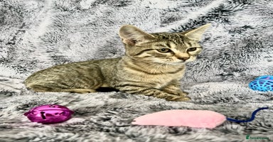 Mixed Breed cats Kittens  - Advert 16