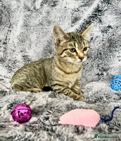 Mixed Breed cats Kittens - Advert 6