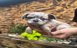 French Bulldog dogs for sale: Fluffy frenchies  - Image 2