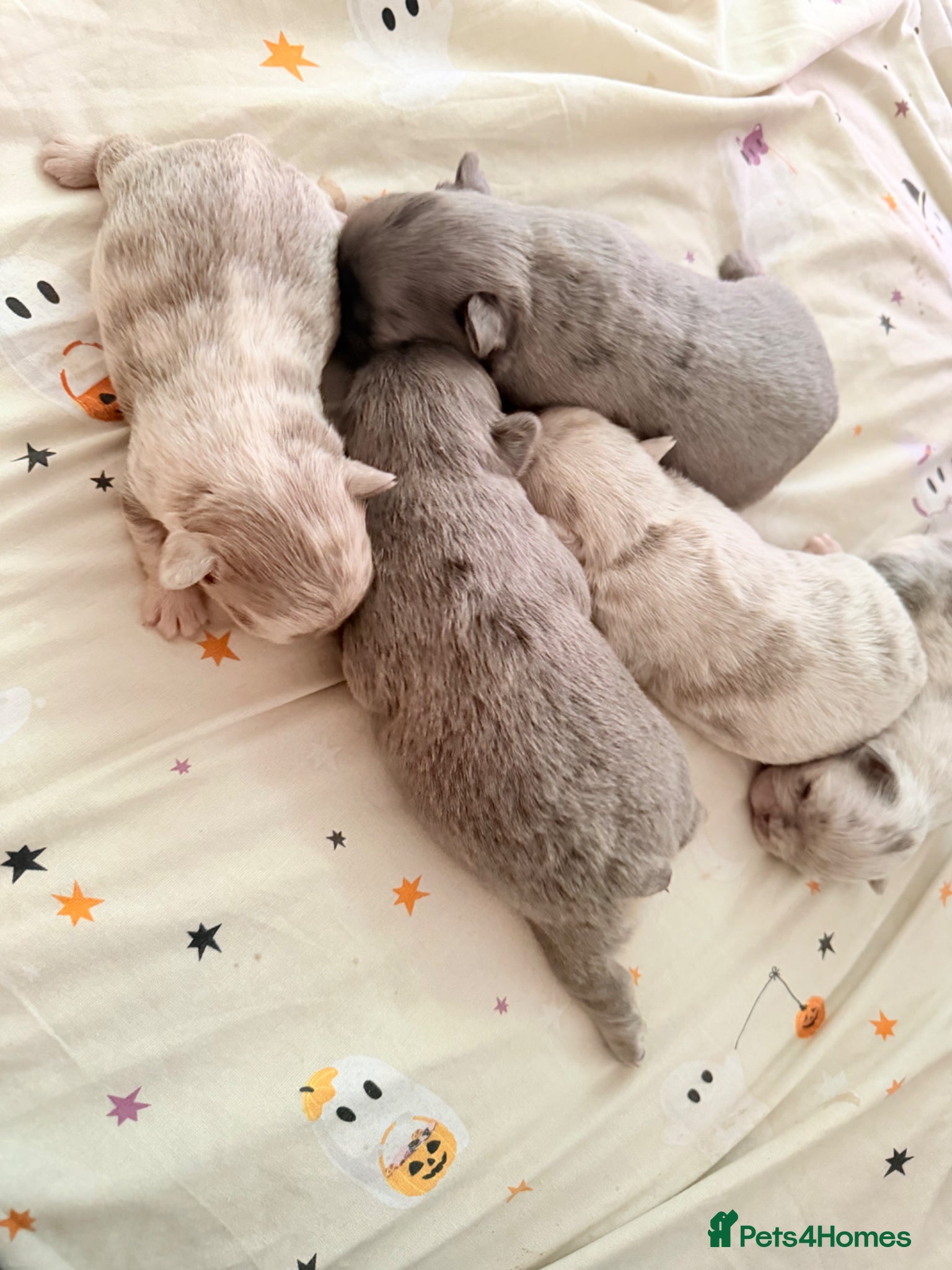 French Bulldog dogs Fluffy French bulldog puppies. - Advert 1