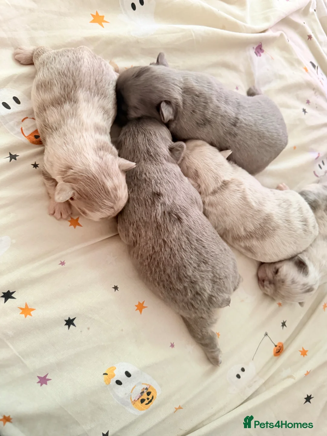 French Bulldog dogs for sale: Fluffy French bulldog puppies. in Motherwell - Advert 1