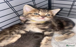 Bengal cats for sale: Litter of five stunning bengal/tabby mix kittens  - Image 9