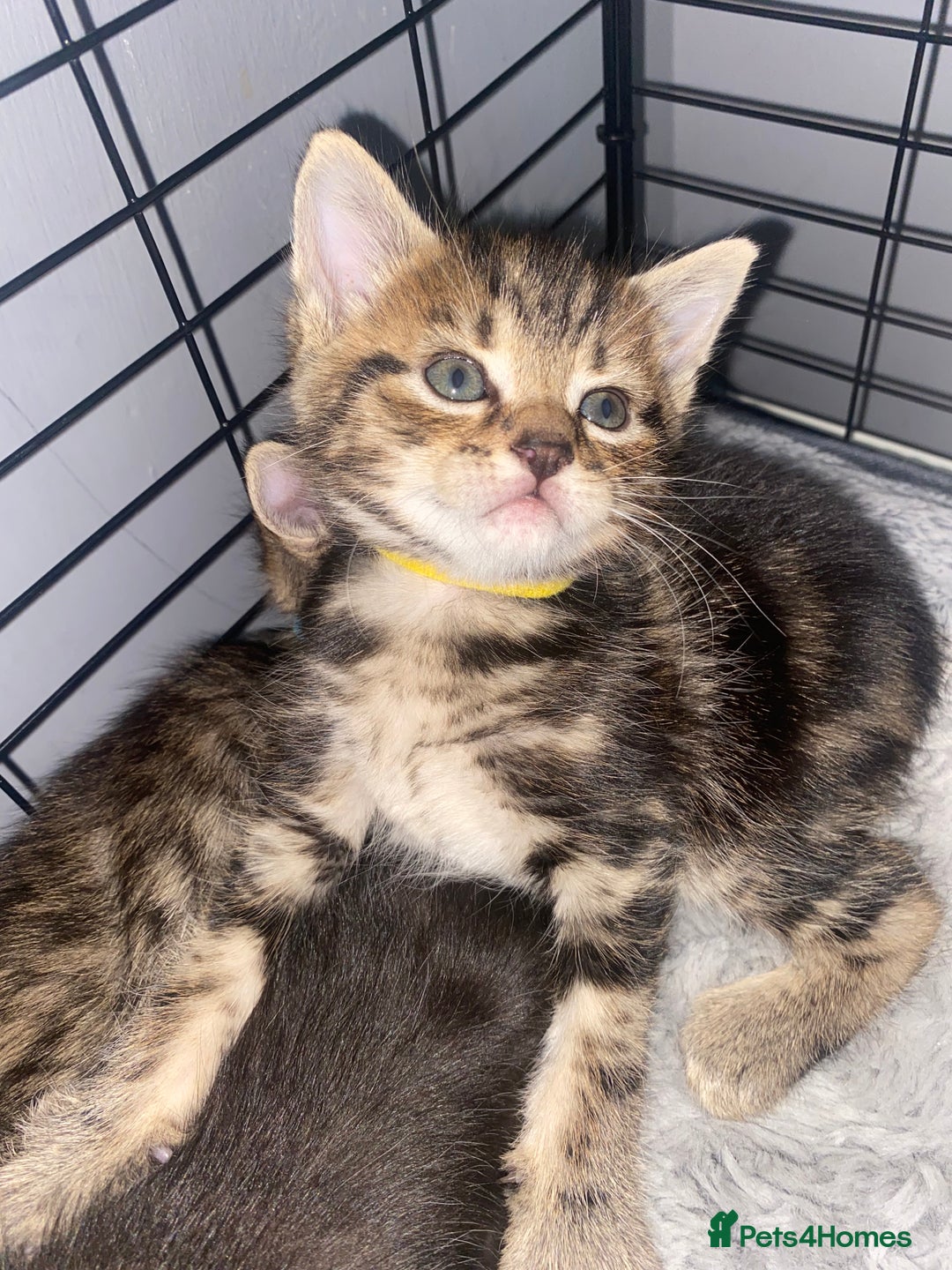 Bengal cats for sale: Litter of five stunning bengal/tabby mix kittens  - Image 9