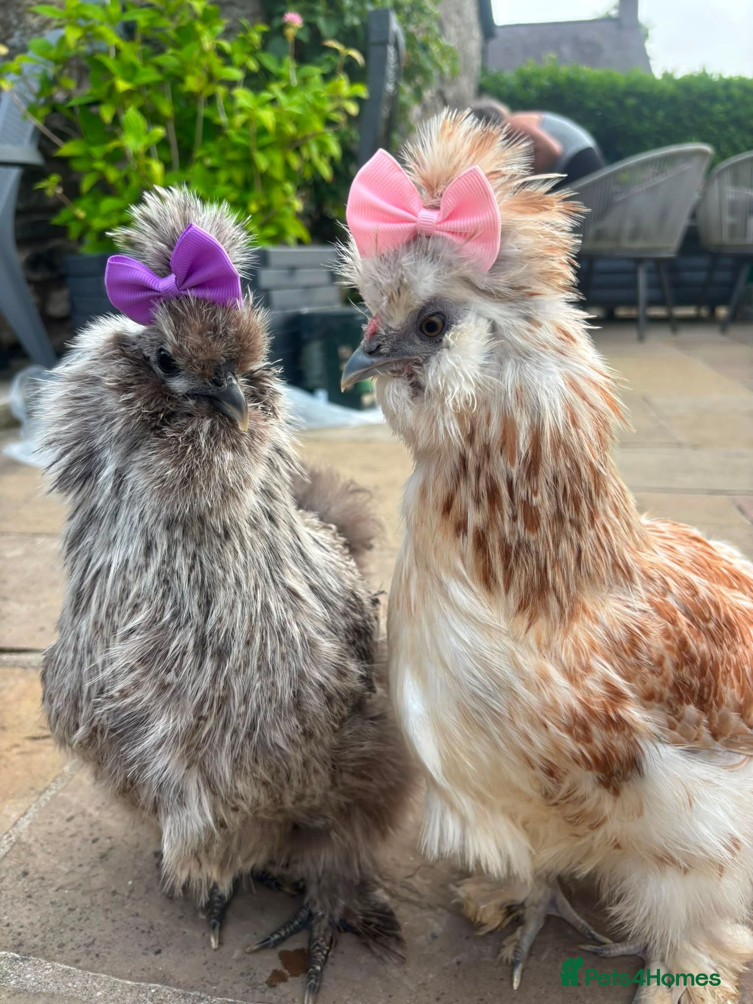 Chickens poultry 3 beautiful female silkies  - Advert 1