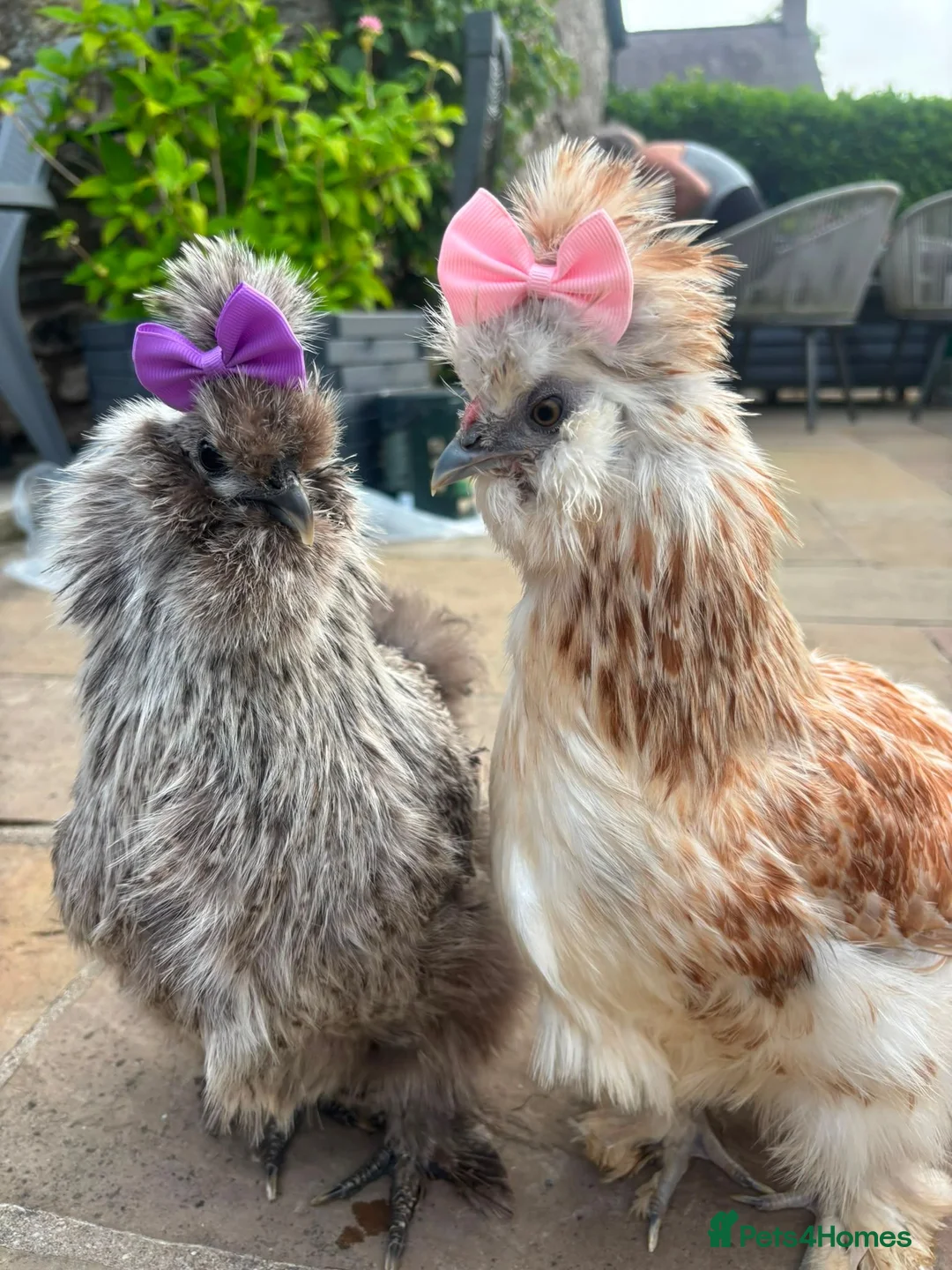 Chickens poultry for sale: 3 beautiful female silkies  - Advert 1