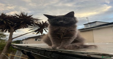 Mixed Breed cats - Advert 14