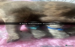 French Bulldog dogs for sale: French bulldog puppies  - Image 3