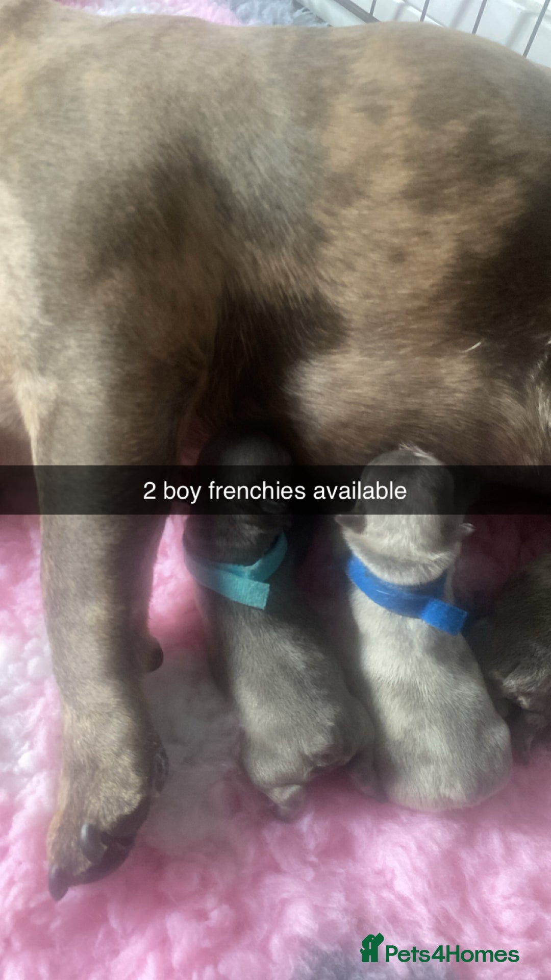 French Bulldog dogs for sale: French bulldog puppies  - Image 3