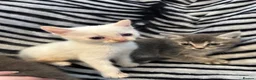 Mixed Breed cats for sale: 4 Stunning Siamese Mixed Kittens Available  - Advert 11