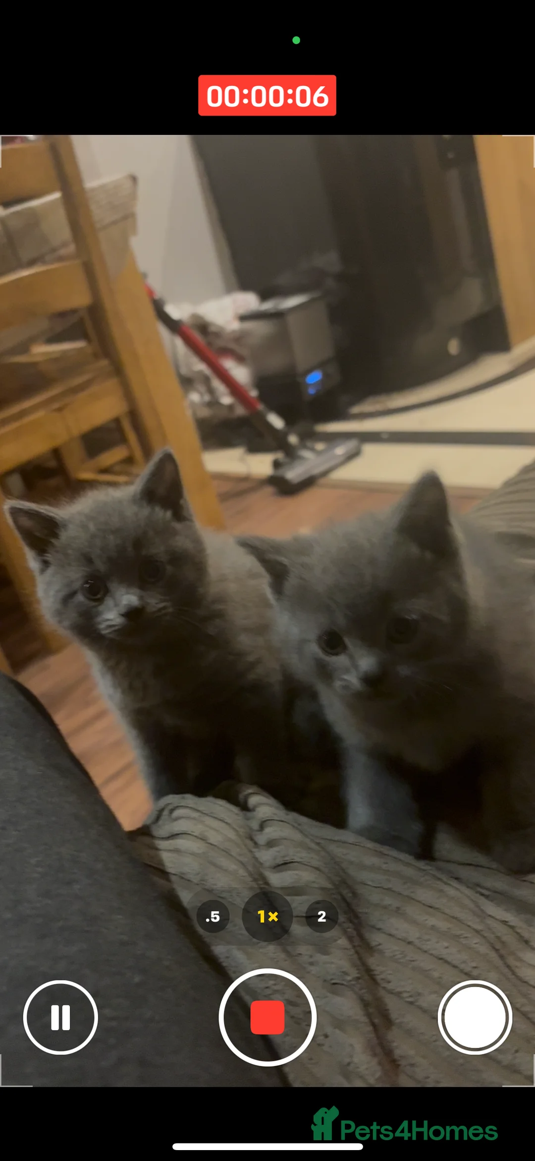 British Shorthair cats for sale: British Shorthair kittens  - Advert 2