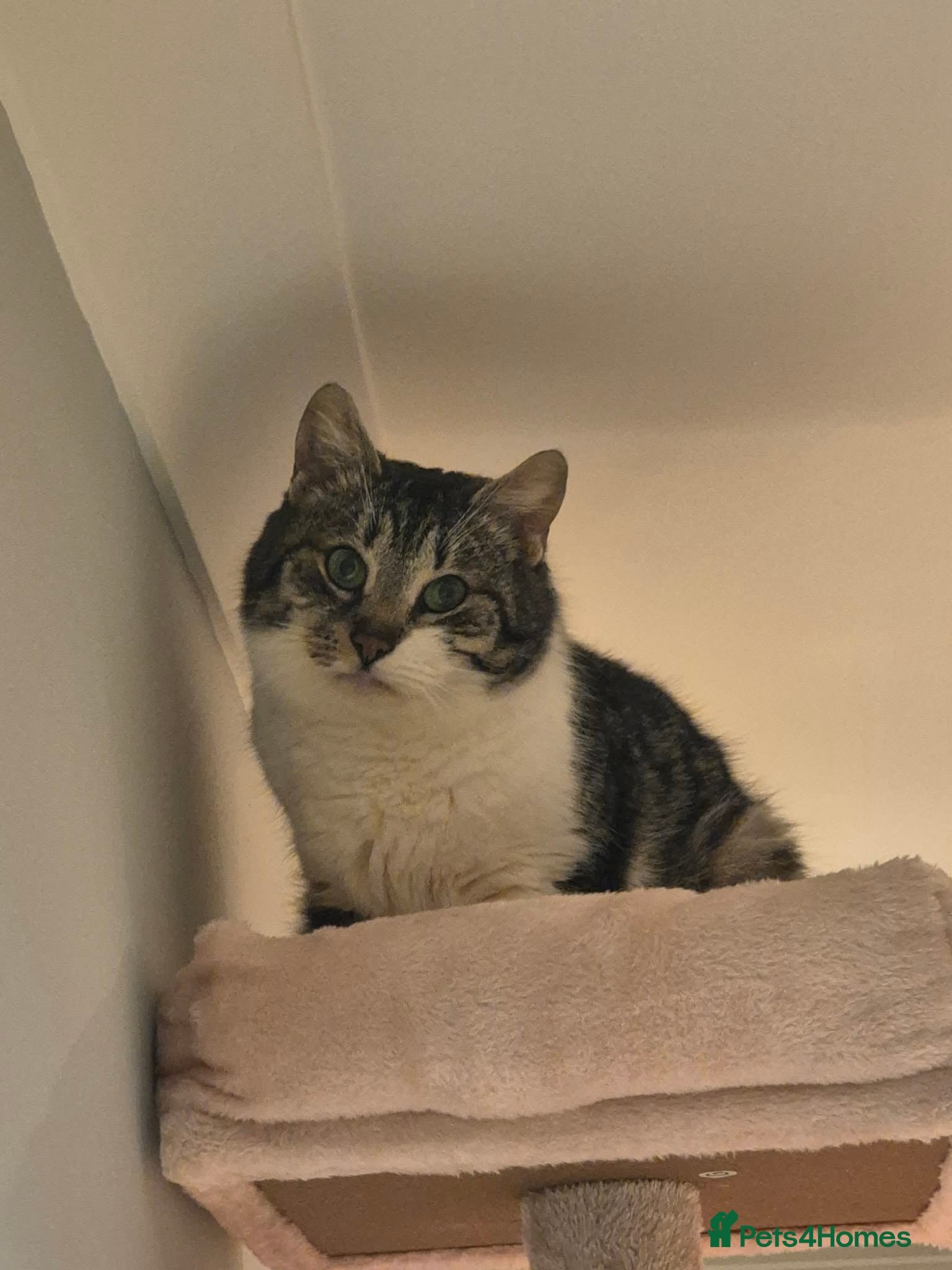 Mixed Breed cats Mercury for adoption - Advert 2