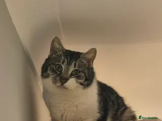 Mixed Breed cats Mercury for adoption - Advert 1