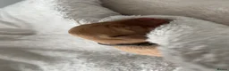Labrador Retriever dogs for sale: ‼️Gorgeous DARK fox red Labrador puppies‼️ - Advert 2