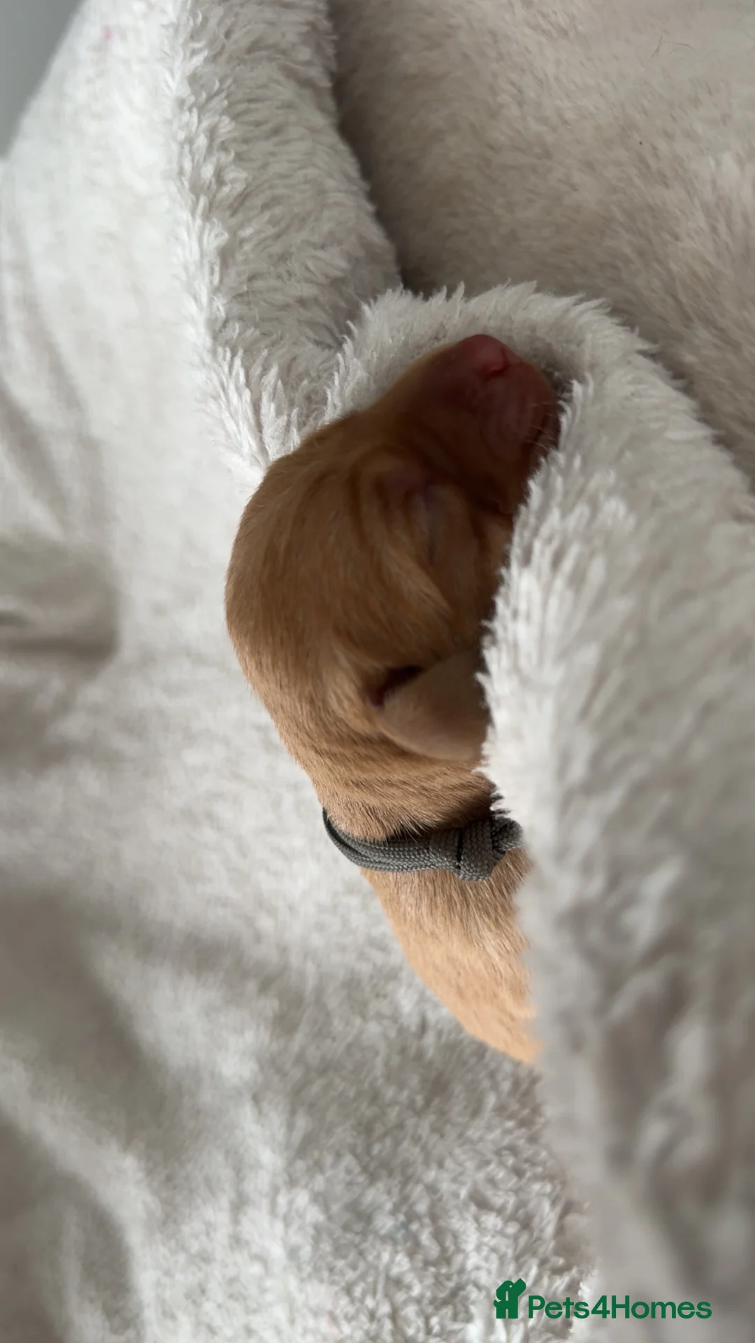 Labrador Retriever dogs for sale: ‼️Gorgeous DARK fox red Labrador puppies‼️ - Advert 2
