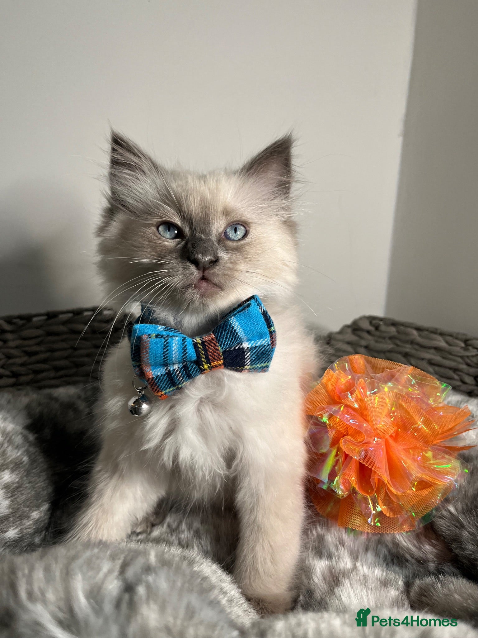 Ragdoll cats ❤️Ready for loving Home Ragdoll Kittens 😍 - Advert 1
