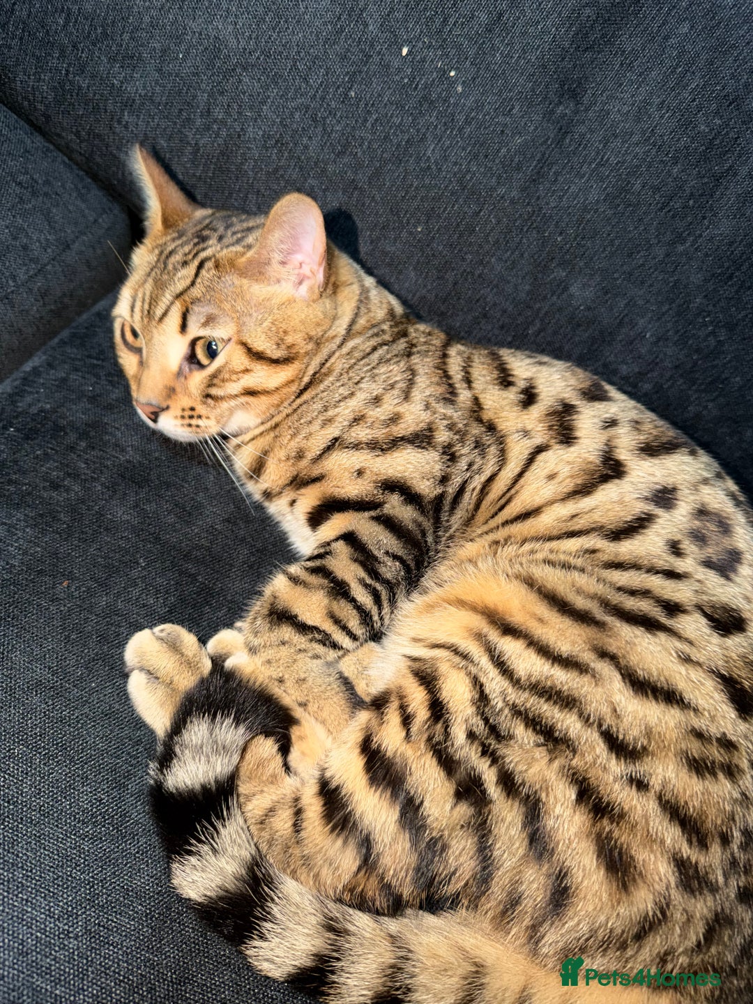 Bengal cats for sale: Bengal female  - Advert 2
