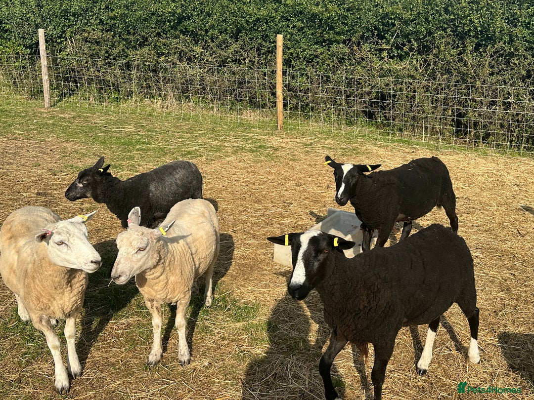 Sheep livestock for sale: Zwartbles, Kerry Hill, Blue Telex and Valais in Chippenham - Image 1