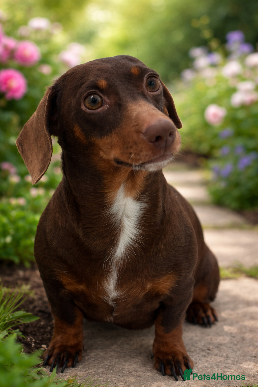 Miniature Dachshund dogs Slinky is looking for her forever Home - Advert 2