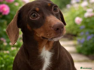 Miniature Dachshund dogs Slinky is looking for her forever Home - Advert 1