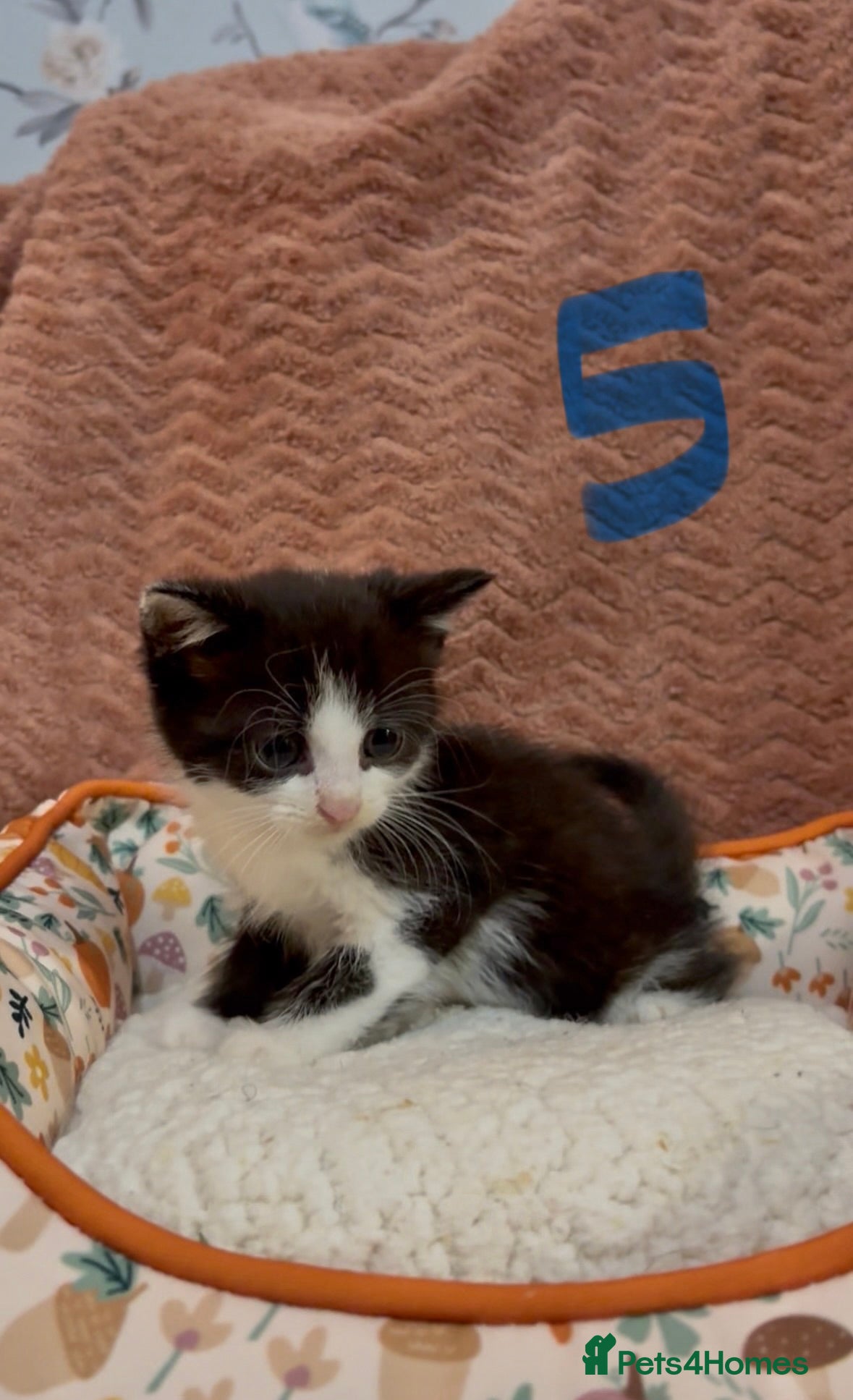 Mixed Breed cats for sale: 8 beautiful kittens ready for loving homes  - Advert 22