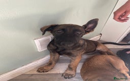 German Shepherd dogs for sale: Nova  - Image 1