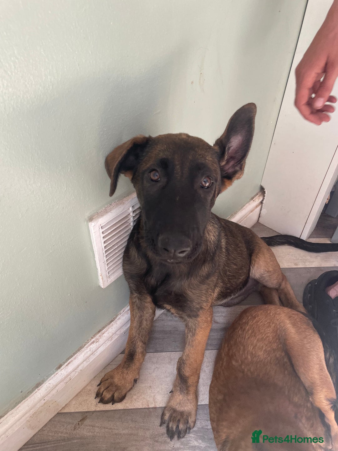German Shepherd dogs for sale: Nova  - Image 1