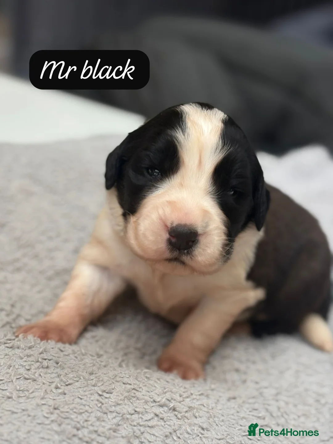 Saint Bernard dogs for sale: Outstanding Saint Bernard KC Reg Puppies  - Advert 12