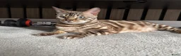 Bengal cats for sale: Rare Bengal colours - 3 Girls  - Advert 11