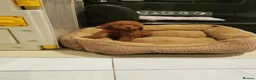 Toy Poodle dogs for sale: RED TOY POODLE PUPPY KC REG AND DNA CLEAR - Advert 9