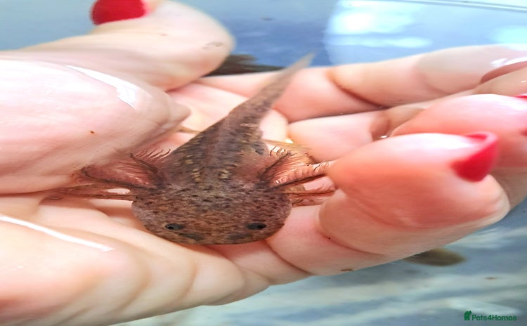 Axolotl reptiles - Advert 7