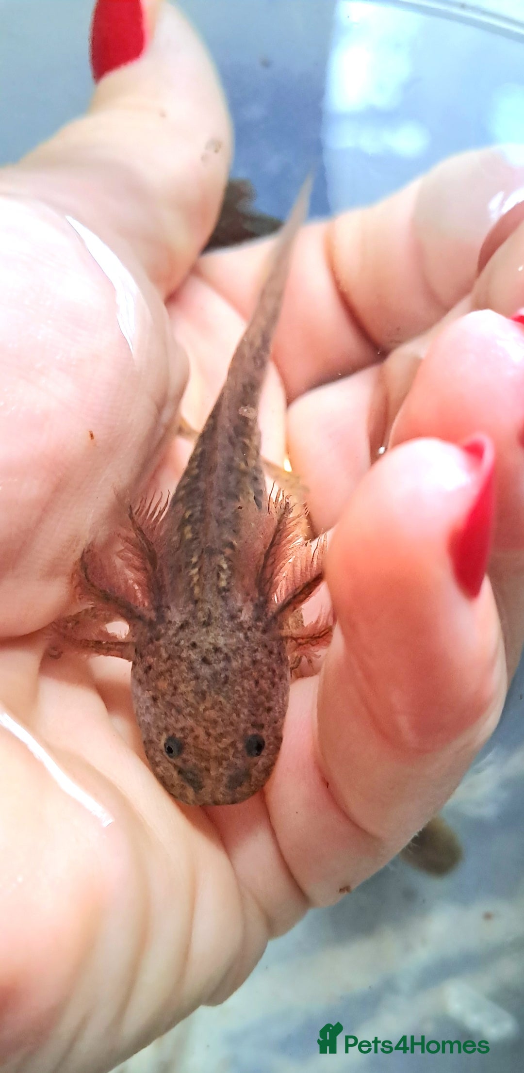 Axolotl reptiles for sale: Axolotls  - Image 12