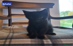 Mixed Breed cats for sale: Gorgeous Chunky Kittens  - Image 6