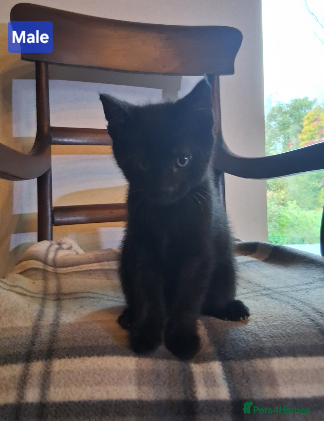 Mixed Breed cats for sale: Gorgeous Chunky Kittens  - Image 6