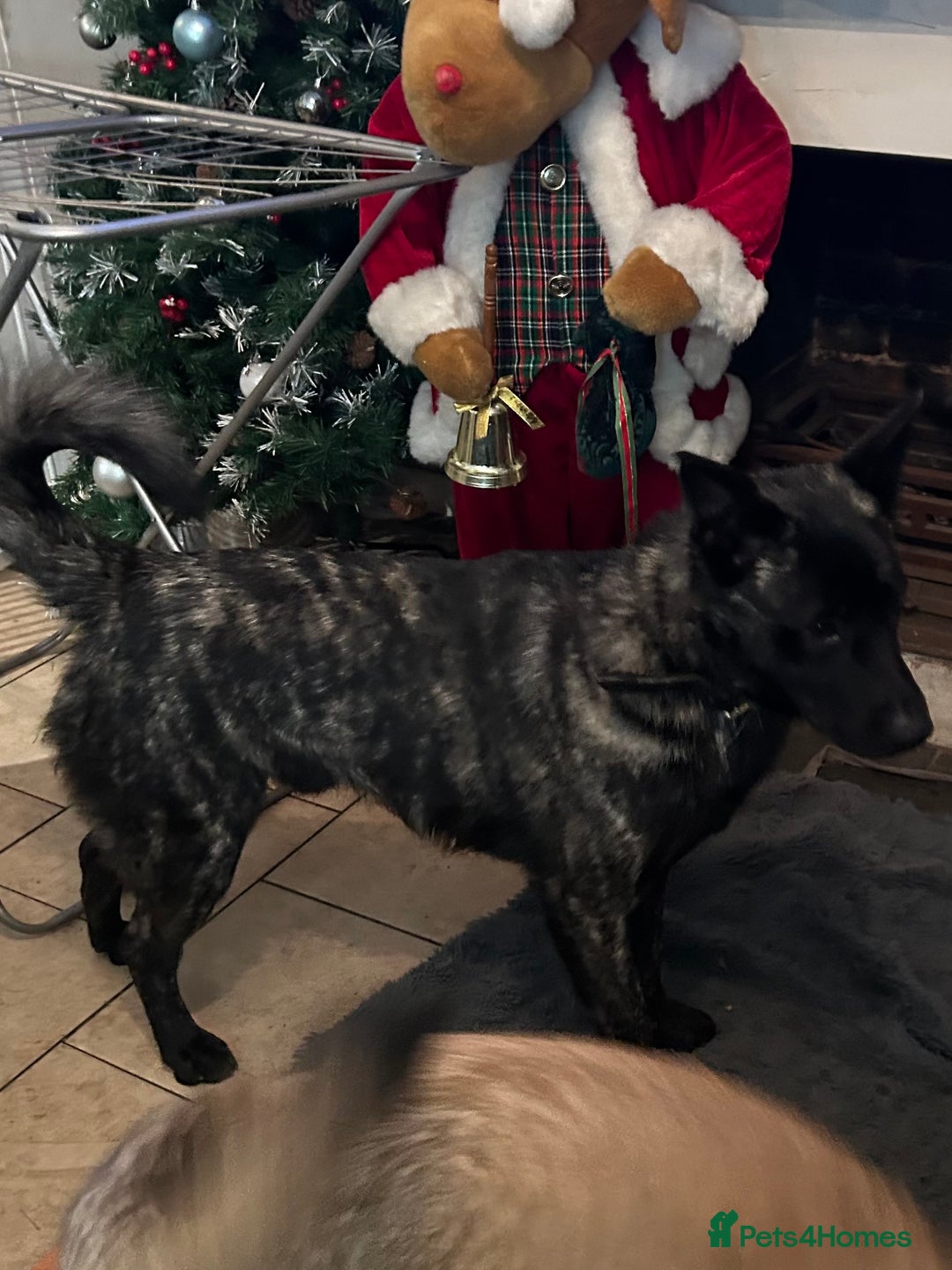 Mixed Breed dogs for sale: German shepherd x staff - Advert 3